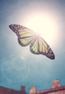 Butterfly_flying_to_the_sun_by_Valhallacarajo