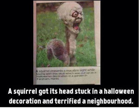 Halloween Squirrel