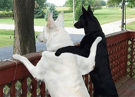 Black-Dog-White-Dog