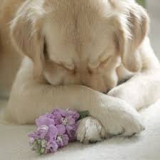 puppy praying