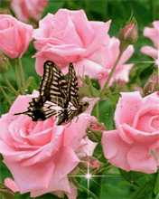 Roses-And-Butterflies-For-Susie-peterslover-22182582-176-220